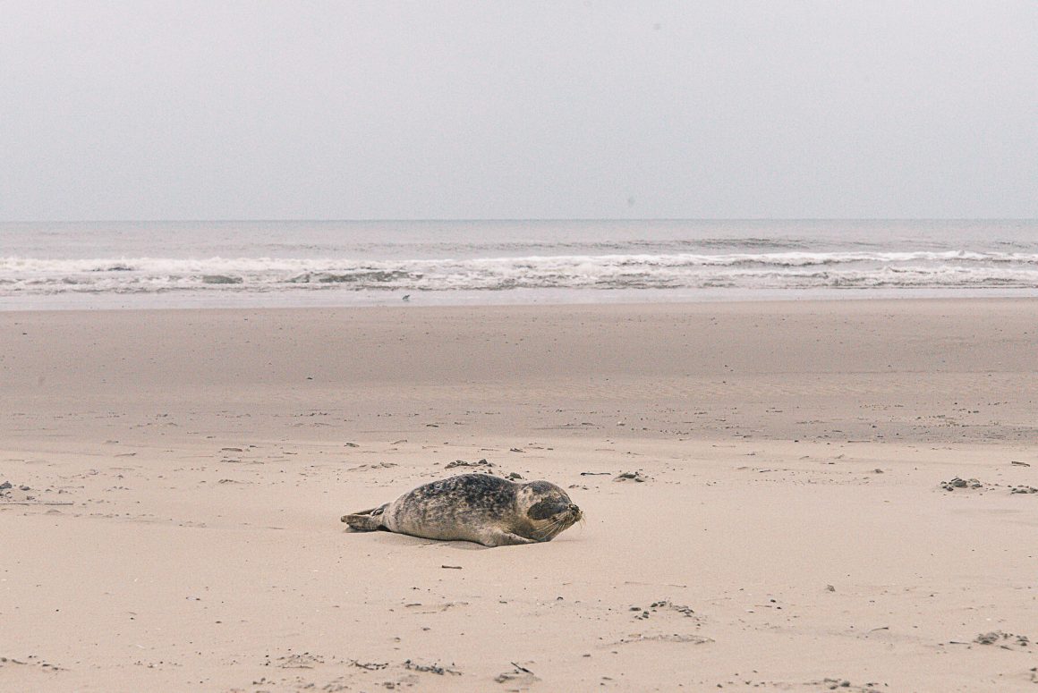 Cute seal in Groningen